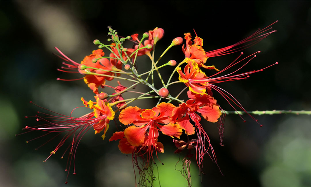 绍兴花帮主百科词条创建案例